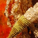 Dithyrambic (close-up) (SOLD)